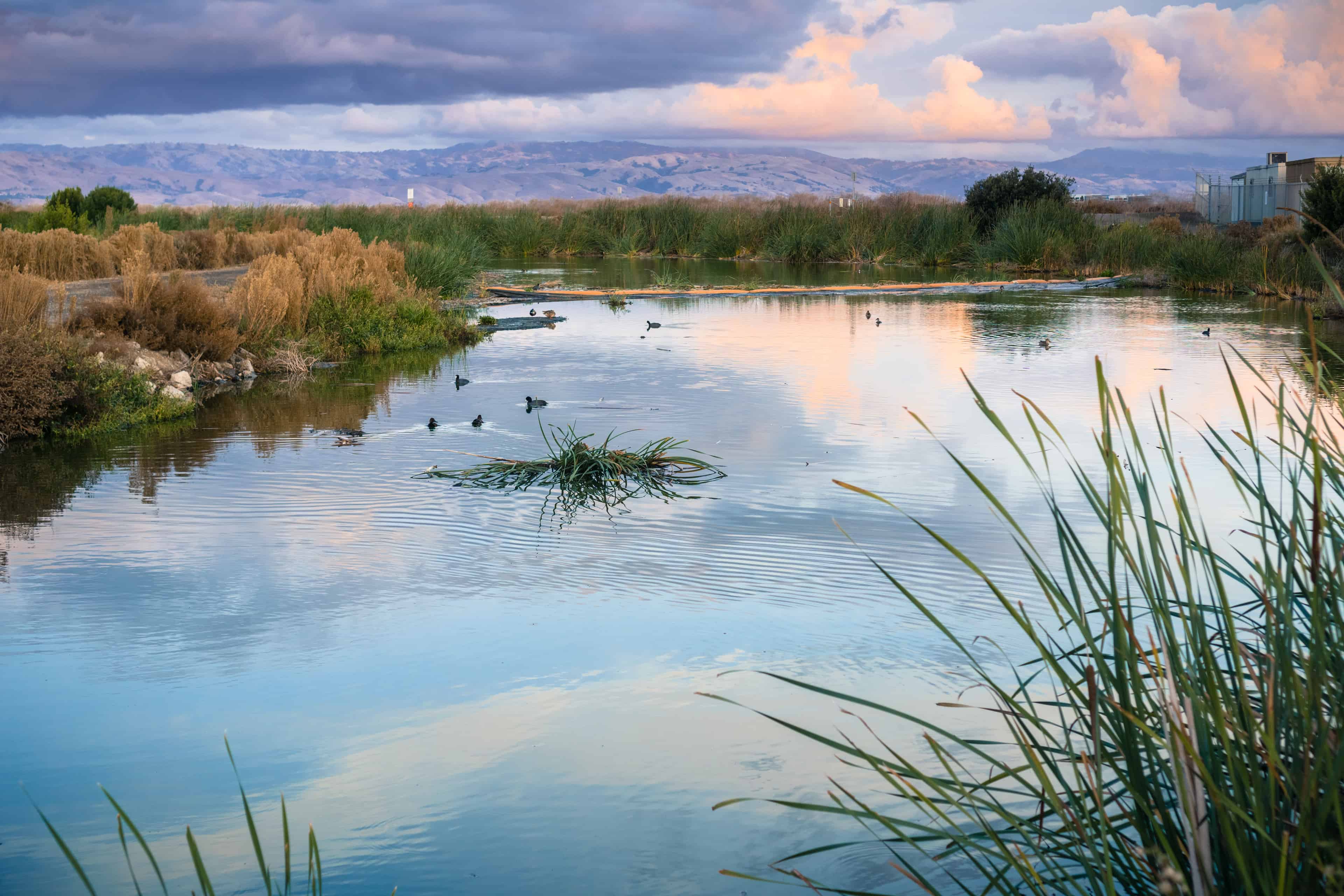 Shoreline Restoration image